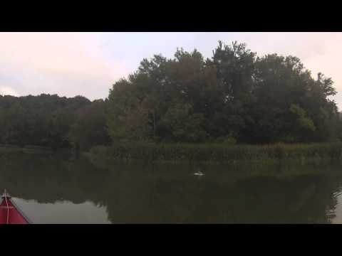 Walking The Dog for a Bass