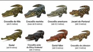 Todos os Tipos de Crocodilos E Suas Mordidas Explicados em 9 Minutos