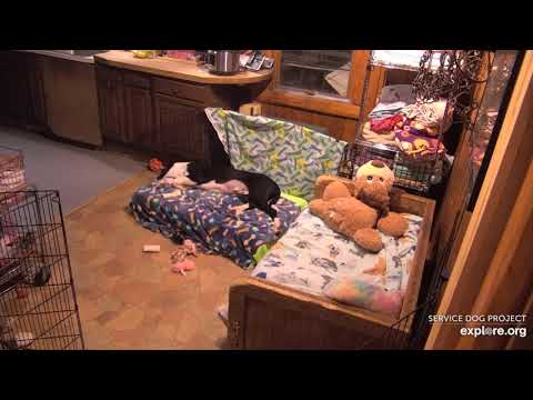 Disney Elsa 730pm to 1110pm Haley ovrnite 2272020