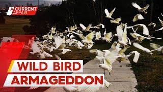 &#39;Sleep-deprived&#39; residents plead for bird nightmare to end | A Current Affair
