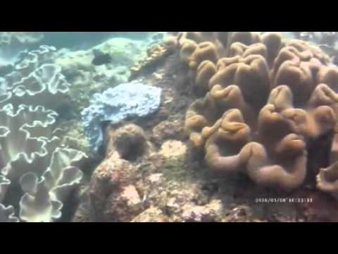 More coral! Dutch Bay, Trincomalee, Sri Lanka Scuba Diving