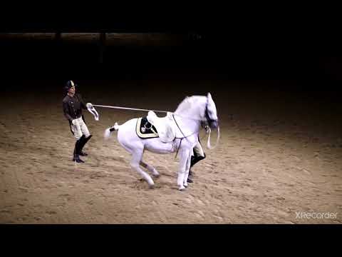 Wien: Spanische Hofreitschule