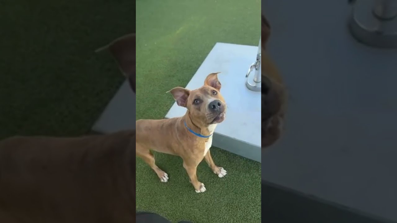 Woody, a Adoptable mixed breed in Clearwater, FL video 5/5