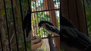 Download lagu pikat suara kapasan kemiri mp3