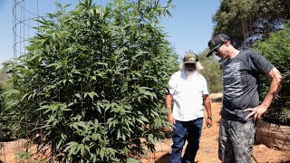 How to Grow Organic Gary Payton Strain