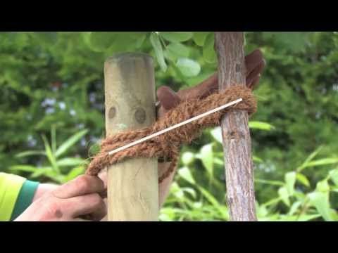 Baum pflanzen Schley's Blumenparadies Ratingen