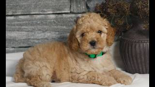Video preview image #1 Poodle (Miniature) Puppy For Sale in GORDONVILLE, PA, USA