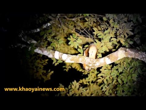 Letuška obrovská červená (Petaurista petaurista) — vzácne zábery