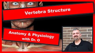 Structure of a Typical Vertebra:  Anatomy and Physiology