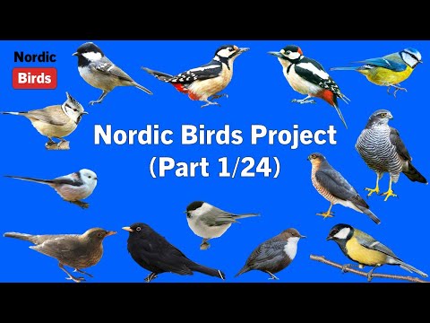 #1 Nordic Birds - 238 Species Project (Part 1/24  Birds 1-10)