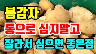 감자심는시기와 방법 통으로 심지말고 이렇게 심으면 좋으점