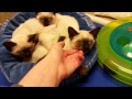 Most Wanted Two Month Old Siamese Kittens at the Shelter , Video traditional siamese cat breeders viral!