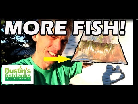 SICK FISH- GOOD NEWS and MORE NEW FISH in 220 Aquarium