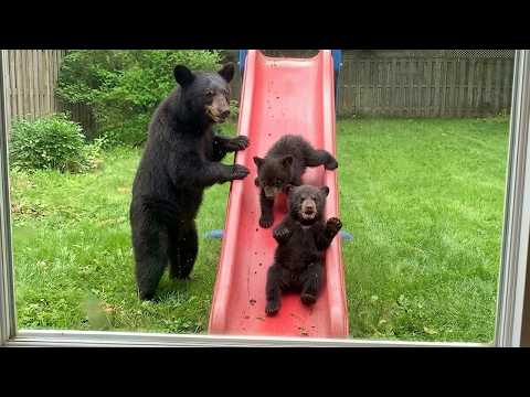 Funny Animals That Think No One’s Watching… Caught on Camera 😂