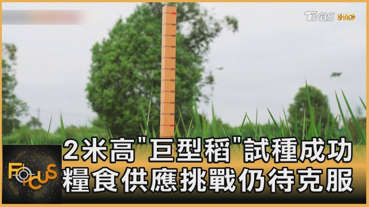 2米高「巨稻」試種成功　糧食供應挑戰仍待克服