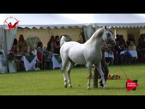 N.63 SHARAHM - Scandinavian Open Championship 2017 - Stallions 7-10 Years (Class 13)
