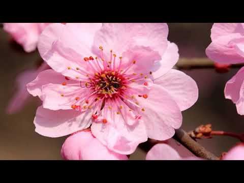 THE  DELICATE  SPRING  FLOWERS  !