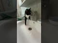 Cat Music Memes Cute лето Funny Kitten Pets Funnycats Remix Animals