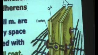 Dr.Nagwa AboElnasr - Epithelial Polarity - 7/12