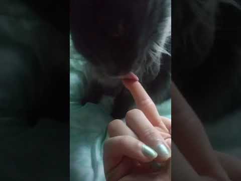 My cat is obsessed with eating earwax