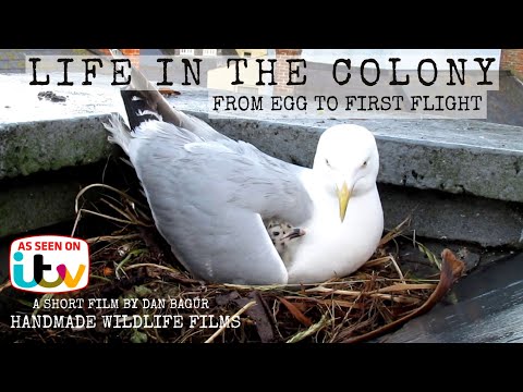 Life In The Colony - The life of the Herring Gull - From egg to first flight