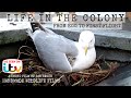 Life In The Colony The Life Of The Herring Gull From Egg To First Flight