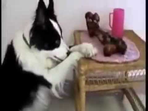 Dogs say Grace before eating