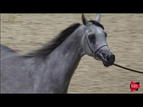 N.194 GHAZI AL NASSER - 2019 Qatar Individuals - Colts 3 Years Old (Class 6) .mp4