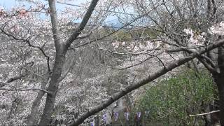 衣笠山公園　日本さくら名所100選