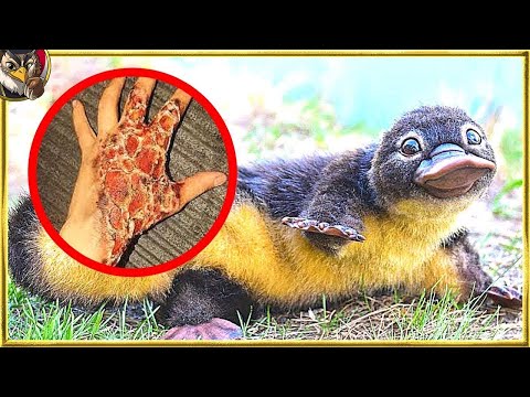 世界で最も有毒な哺乳類