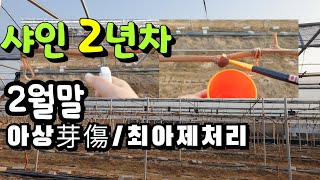 샤인머스켓 2년차 발아촉진을 위한 아상처리, 최아제 처리
