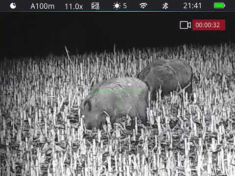 Polowanie na dziki-wild boar hunting-31/2024