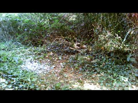 The Pile of Feathers Mystery