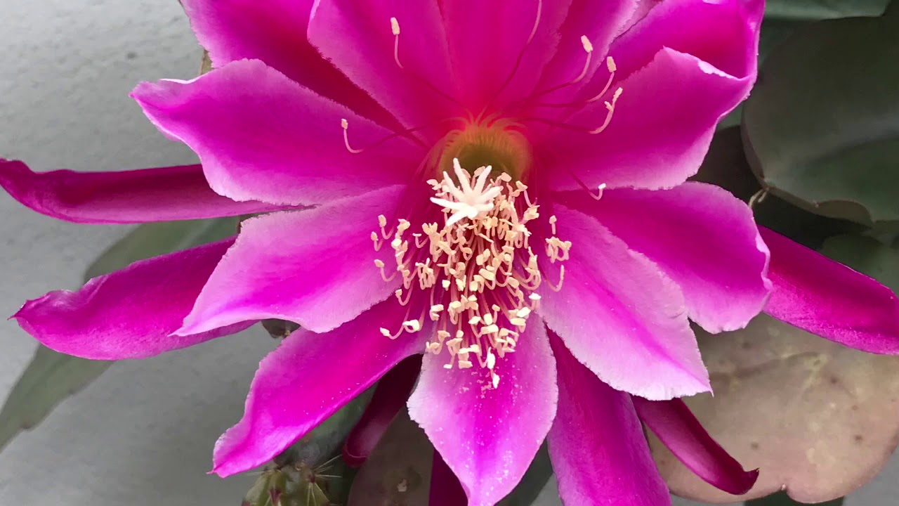 Epiphyllum Gallery at Garden Jewels Nursery