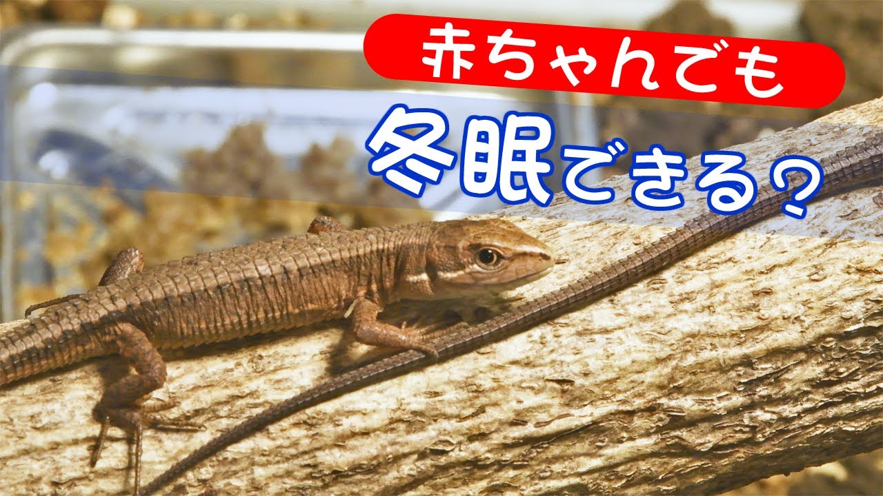 カナヘビは赤ちゃんでも冬眠できるのか！？