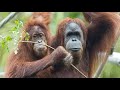 Live Ape Cam San Diego Zoo