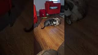 Video preview image #1 Mutt Puppy For Sale in Wakefield, RI, USA
