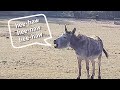 Animal Sounds Donkey Bray Hee Haw In 4K