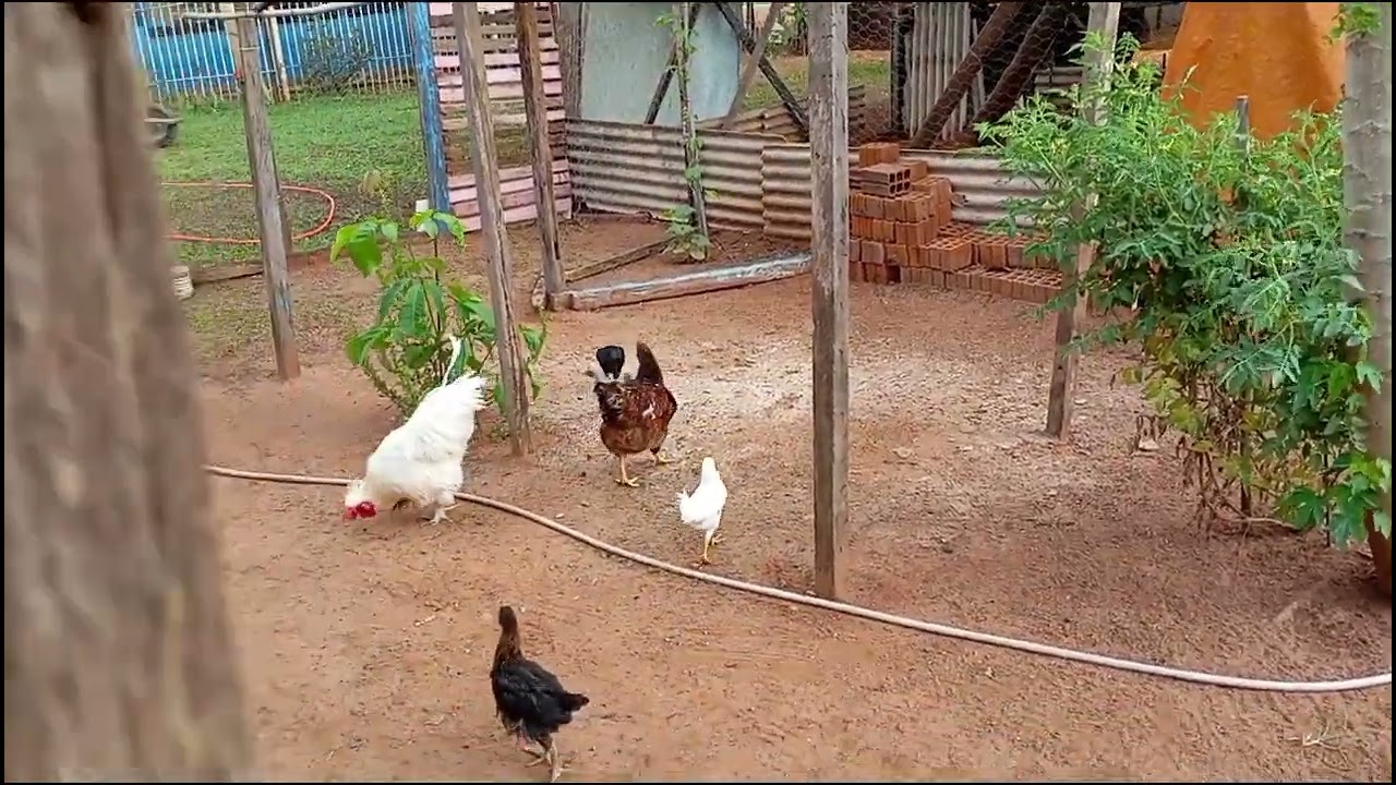 marido acendeu o fogão de lenha cozinha feijão e uma franga caipira aqui na #roça #