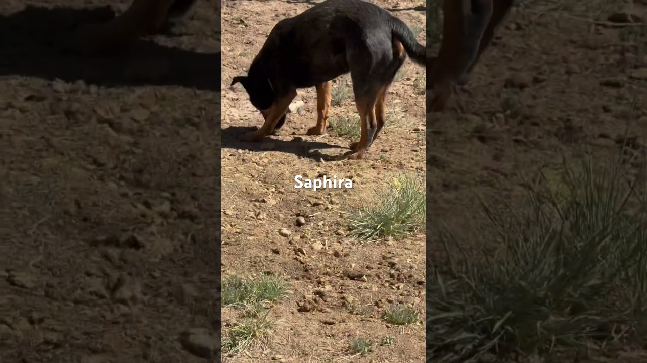 Enlarge Saphira, a Adoptable mixed breed in Durango, CO video 4/4