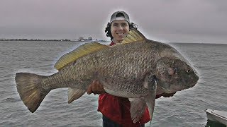Bridge Fishing - GINORMOUS Black Drum &amp; Sheepshead Caught From Bridge