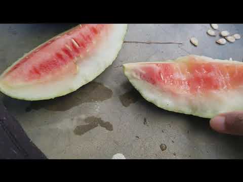 Ok let's taste this tiny Bradford watermelon