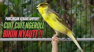 Download lagu SUARA Kenari GACOR PANJANG Pancingan & masteran Kenari Paud AGAR gacor AMPUH Kenari MACET bunyii mp3 Download lagu SUARA Kenari GACOR PANJANG Pancingan & masteran Kenari Paud AGAR gacor AMPUH Kenari MACET bunyii mp3
