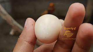 Download lagu TIPS TERNAK AYAM EKOR PANJANG GOLDEN PHEASANT AGAR CEPAT BERTELUR mp3 Download lagu TIPS TERNAK AYAM EKOR PANJANG GOLDEN PHEASANT AGAR CEPAT BERTELUR mp3