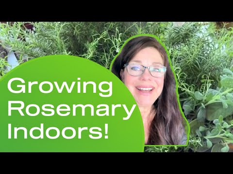 Growing Rosemary Indoors