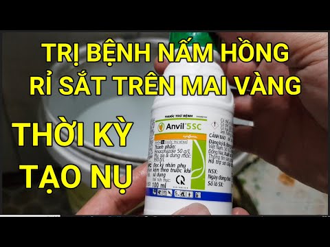🔴QBS22247 - CÁCH TRỊ BỆNH NẤM HỒNG RỈ SẮT TRÊN MAI VÀNG ĐT 0942456100 |PHÂN THUỐC MAI VÀNG THÁNG 7