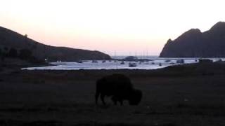 preview picture of video 'Bison @ Two Harbors, Catalina - Sunset'
