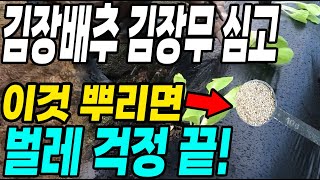 김장배추 김장무심고 이것 뿌리면 벌레걱정 끝! 초간단 벌레 해결방법