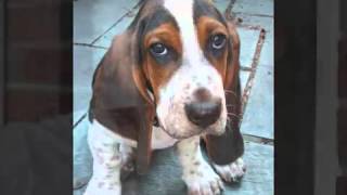 Joe Diffie ft  Billy Dean - Good Brown Gravy