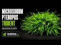 Microsorum trident